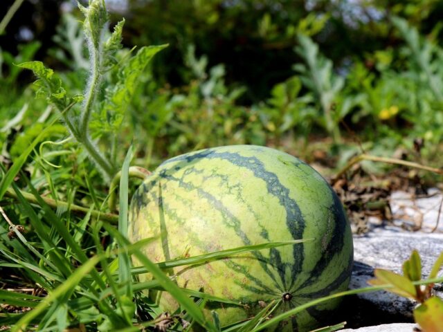 Maladies et ravageurs de la Pastèque