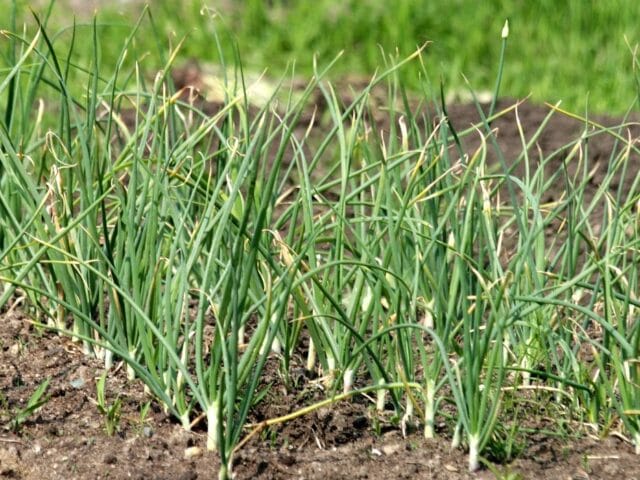 Maladies et ravageurs de l’ail