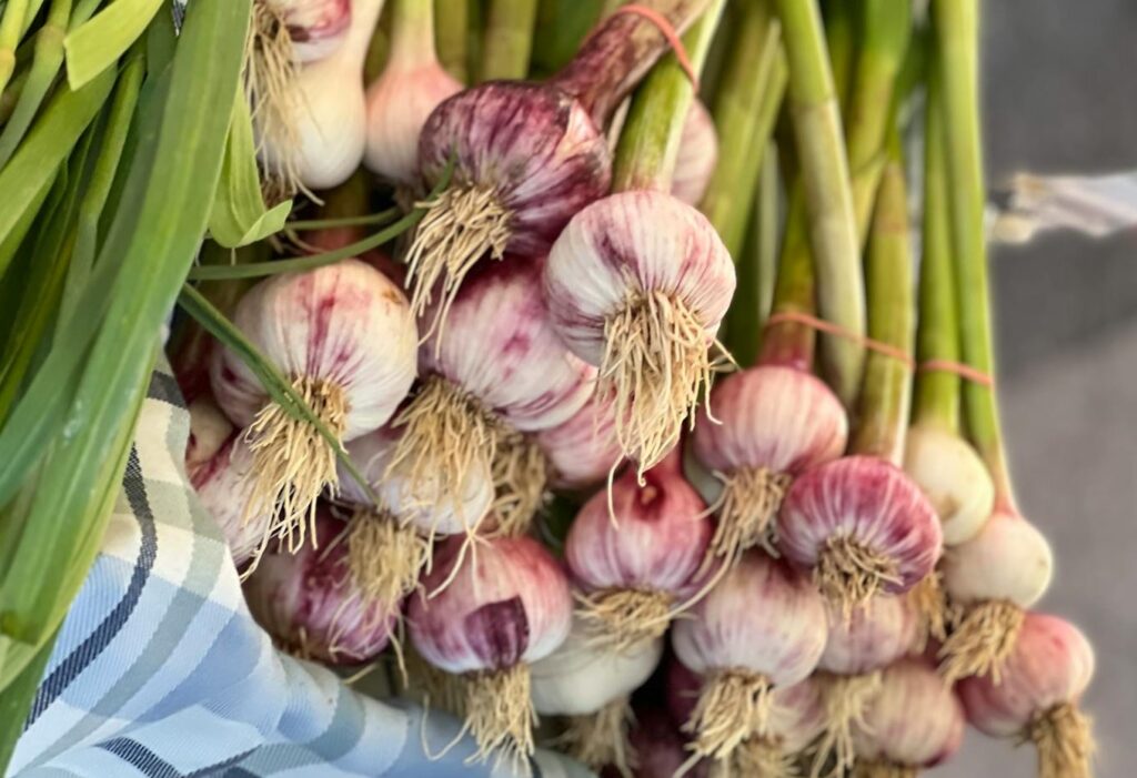 Maladies et ravageurs de l’ail