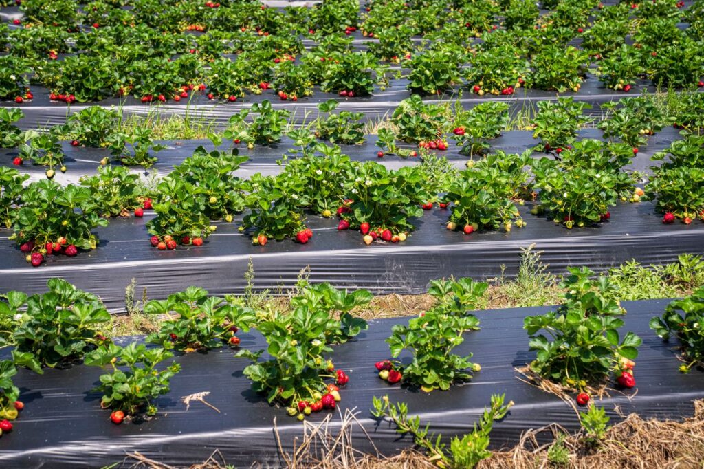 Maturation des fruits et légumes