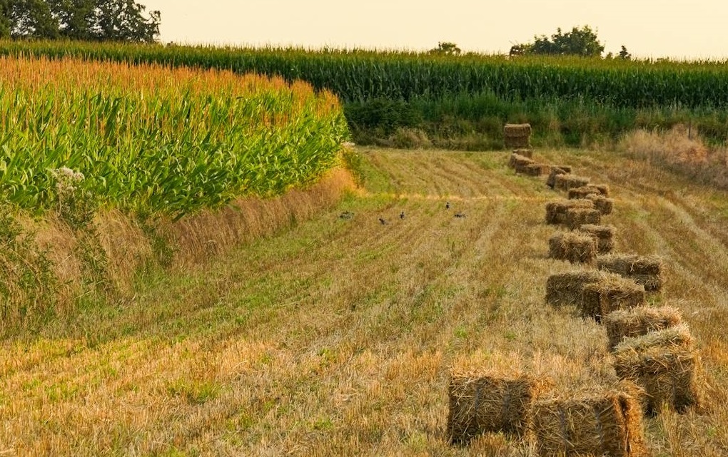 Saisons de production végétale