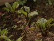 Degré jour des cultures agricoles