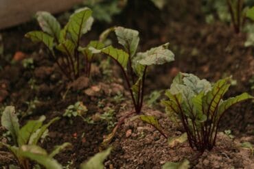 Maladies et ravageurs de la carotte : 5 exemples importants.