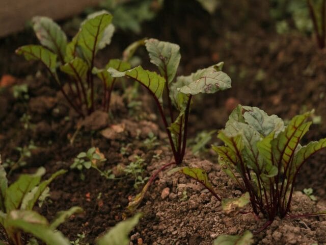 Degré jour des cultures agricoles