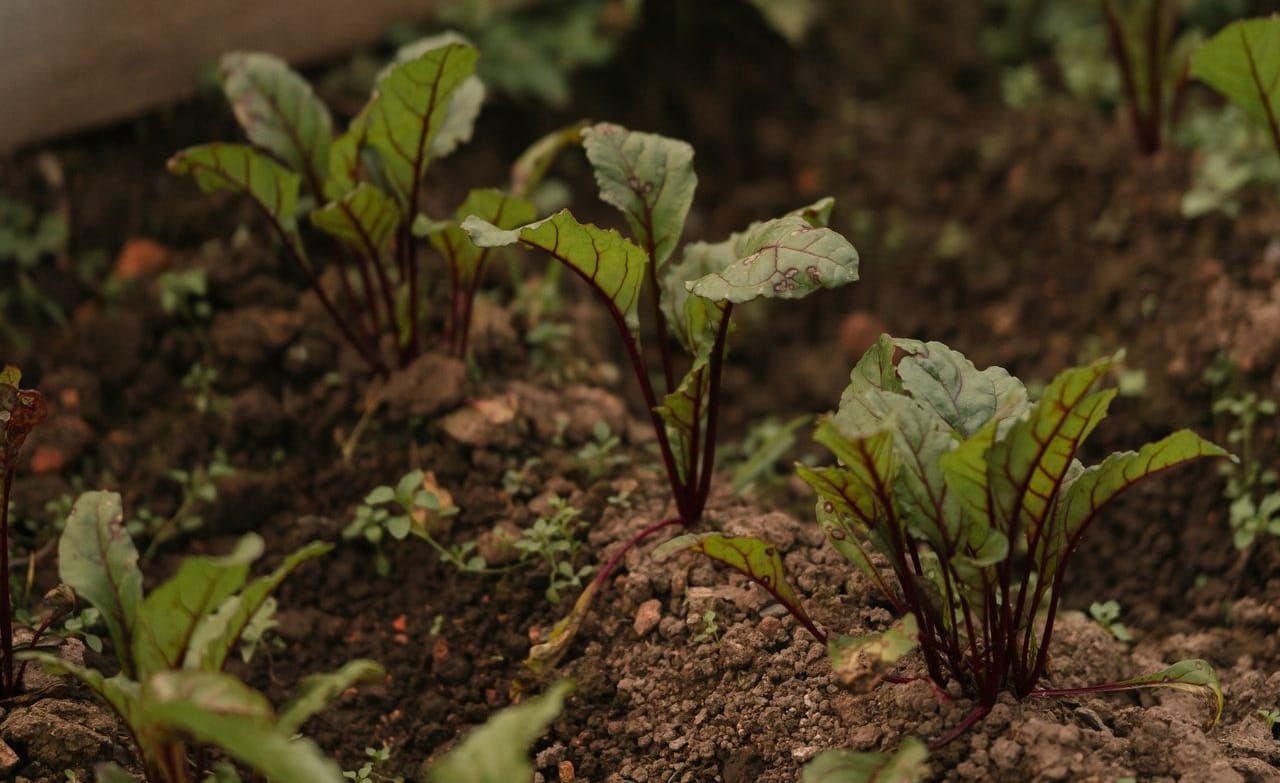Degré jour des cultures agricoles