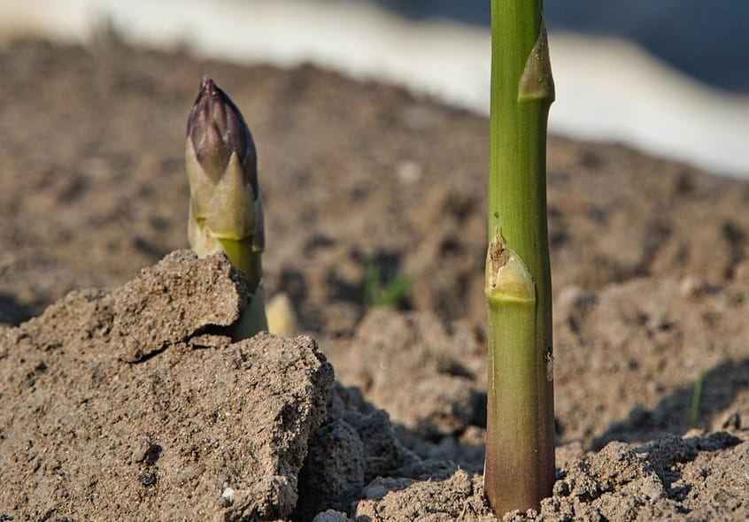Maladies et ravageurs d’Asperge