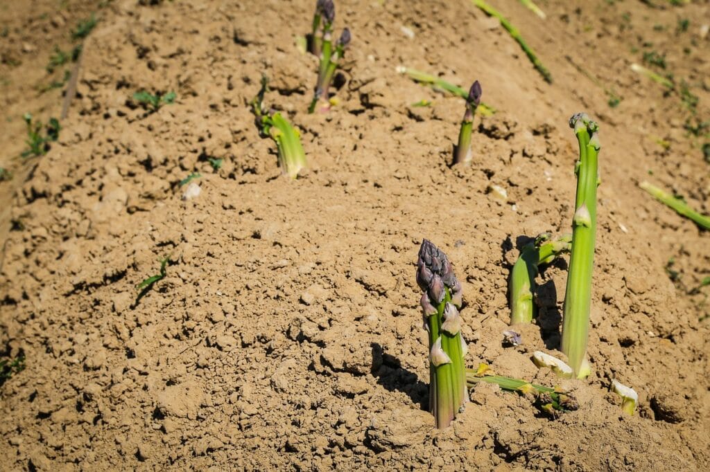 Maladies et ravageurs d’Asperge