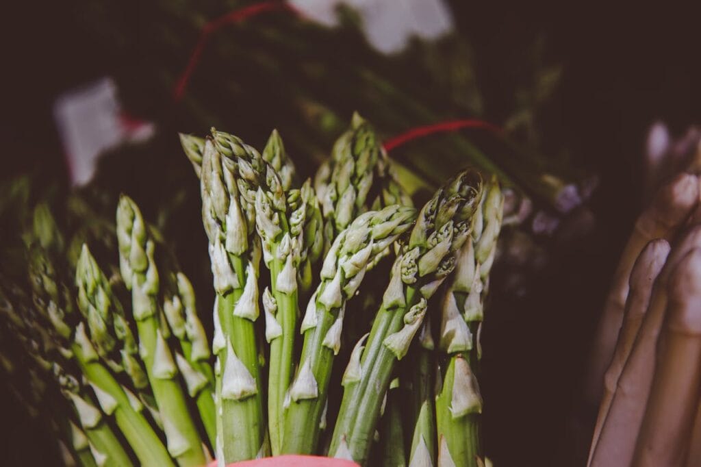 Maladies et ravageurs d’Asperge