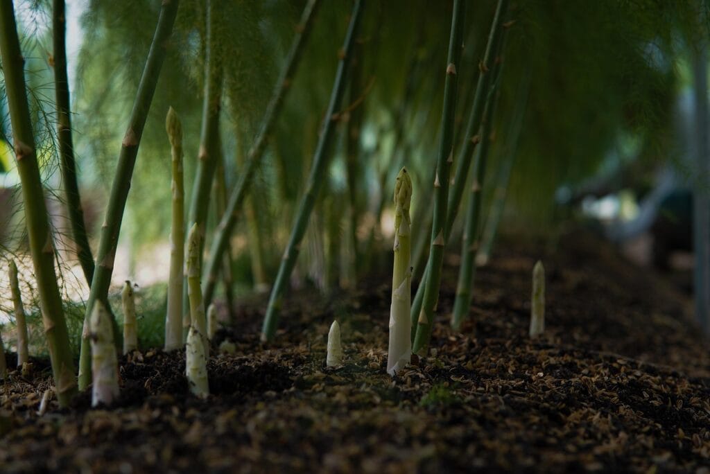Maladies et ravageurs d’Asperge