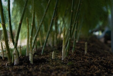 Maladies et ravageurs d’Asperge