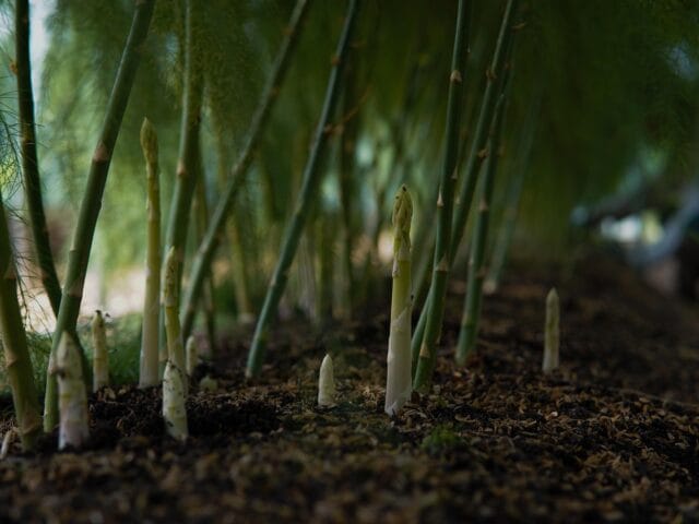 Maladies et ravageurs d’Asperge