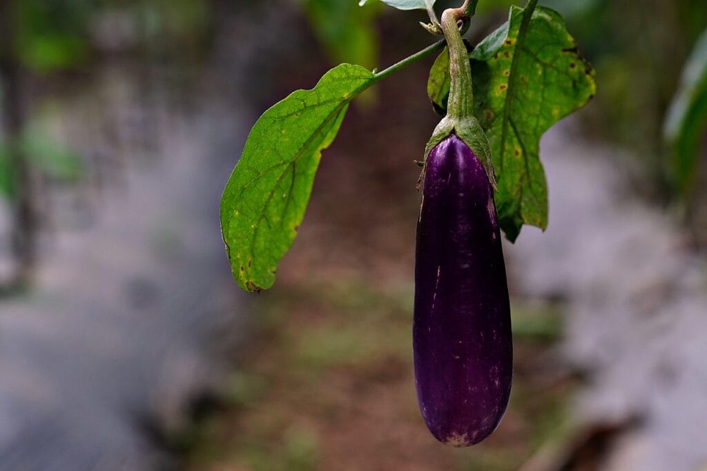 Maladies et ravageurs de l'Aubergine