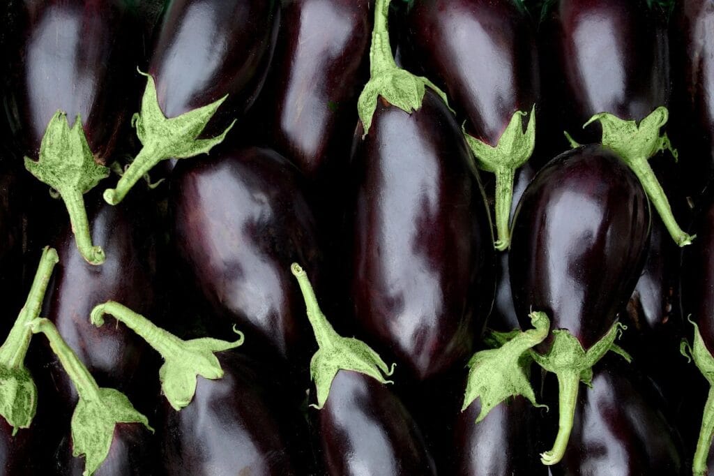 Maladies et ravageurs de l'Aubergine
