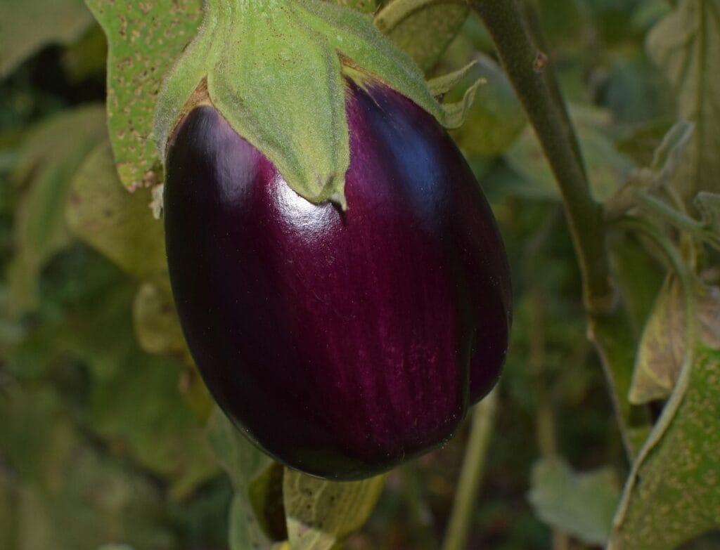 Maladies et ravageurs de l'Aubergine