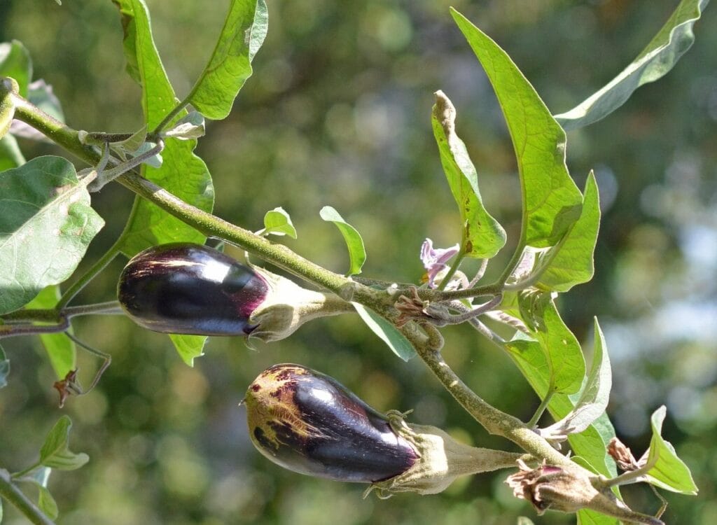 Maladies et ravageurs de l'Aubergine