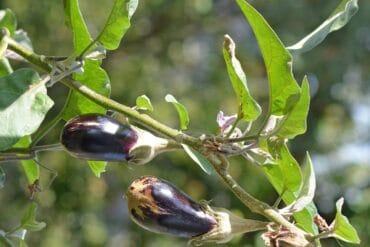 Degré jour des cultures agricoles : 14 ex. importants.