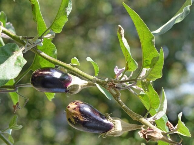 Maladies et ravageurs de l'Aubergine