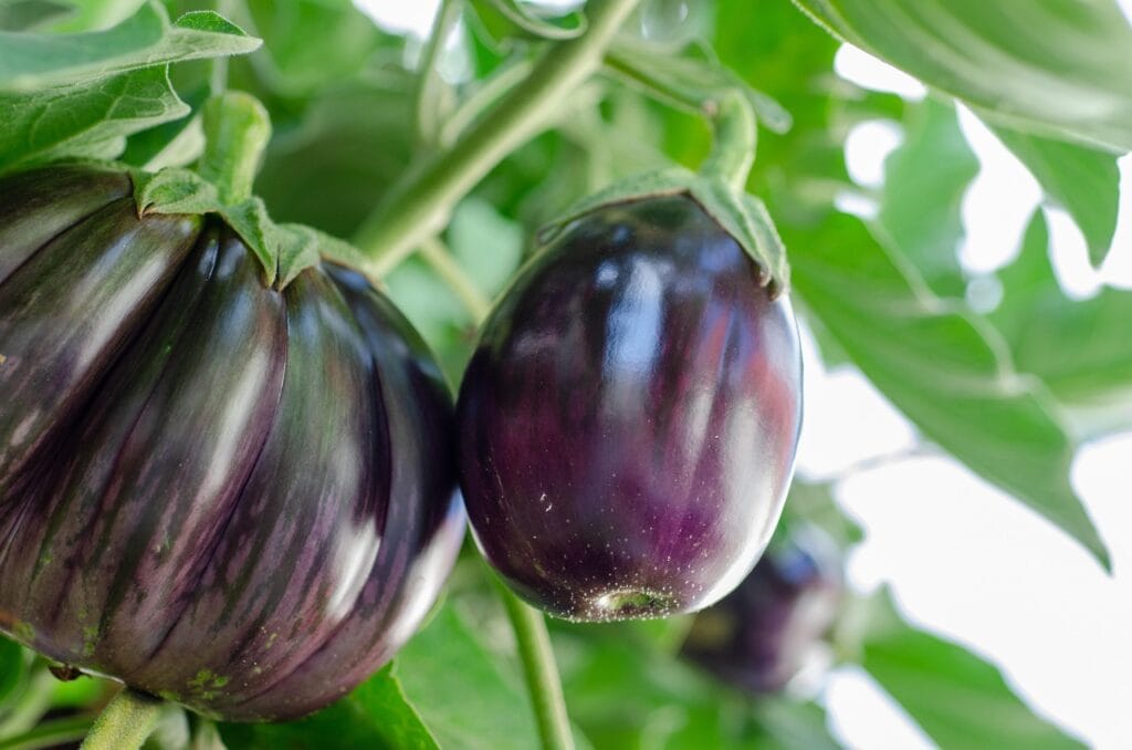 Maladies et ravageurs de l'Aubergine