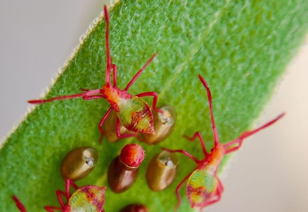 Nysius Cymoides au Maroc