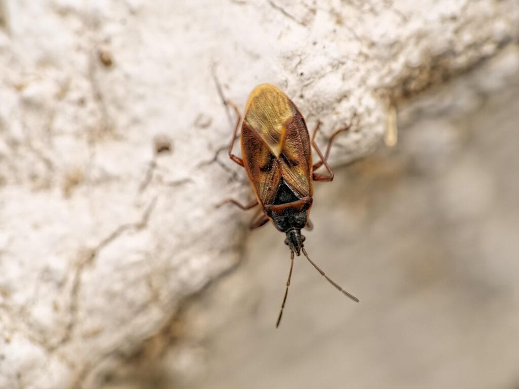 Nysius Cymoides au Maroc