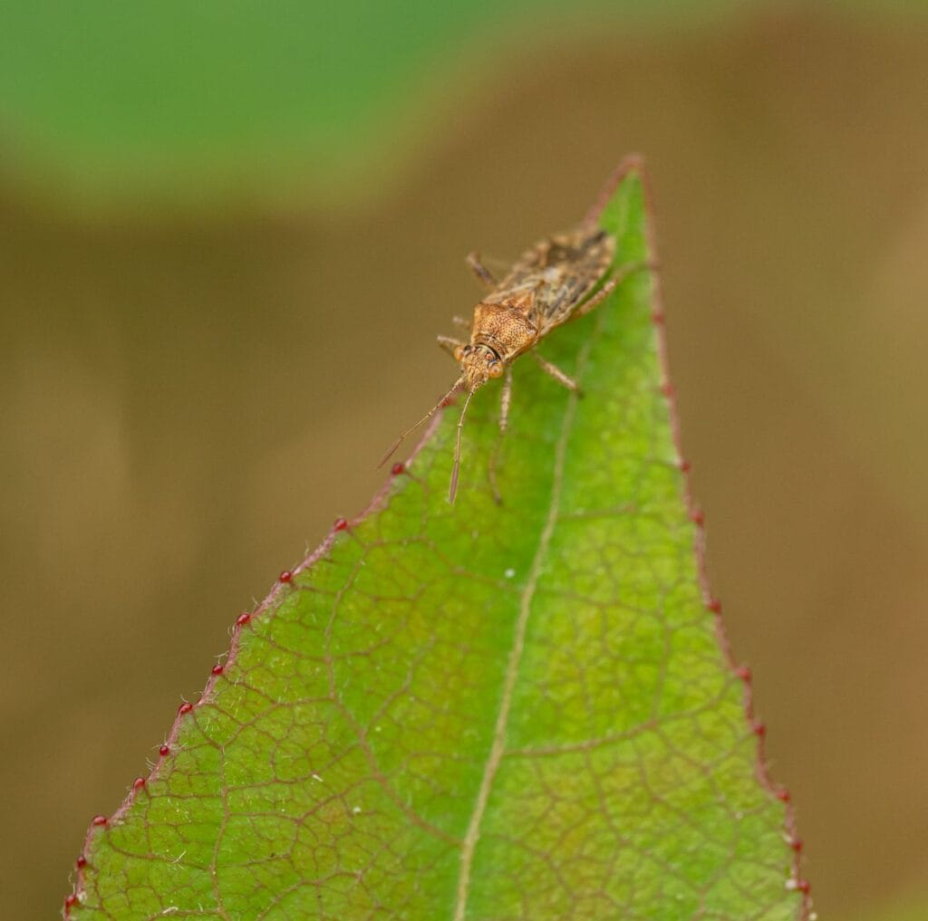Nysius Cymoides au Maroc