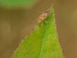 Nysius Cymoides au Maroc