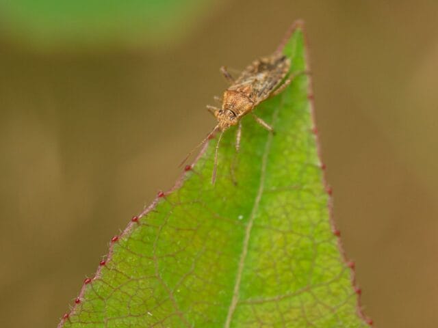 Nysius Cymoides au Maroc