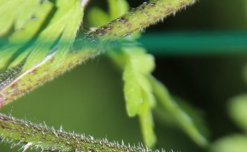 Nysius Cymoides au Maroc