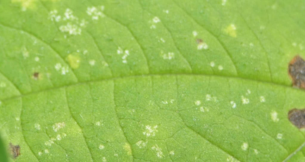 Nysius Cymoides au Maroc