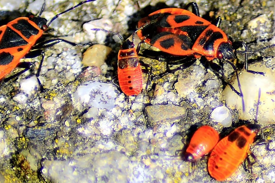 Nysius phytophages aux jardins