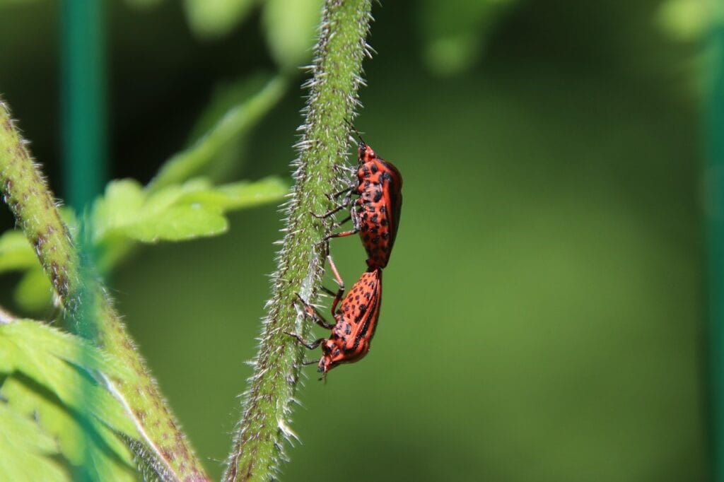 Nysius phytophages aux jardins
