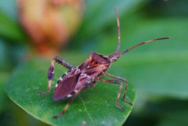 Nysius phytophages aux jardins : 3 luttes importantes.