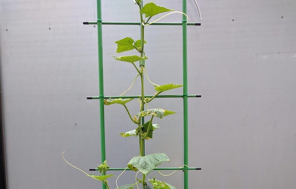 Maladies et ravageurs de cornichon