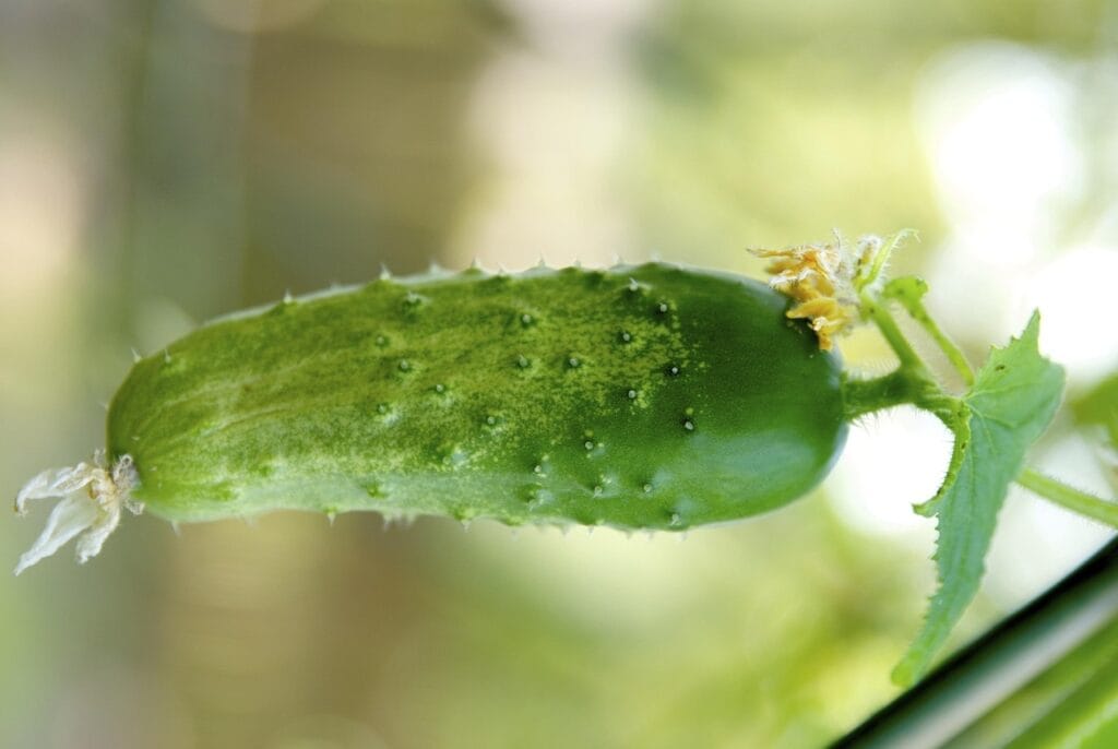 Maladies et ravageurs de cornichon