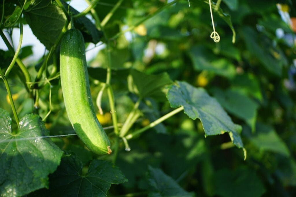 Maladies et ravageurs de cornichon