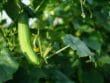 Maladies et ravageurs de cornichon