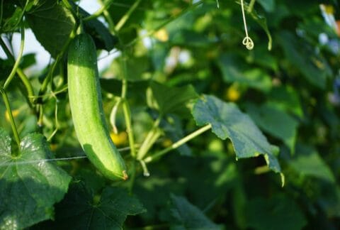 Maladies et ravageurs de cornichon