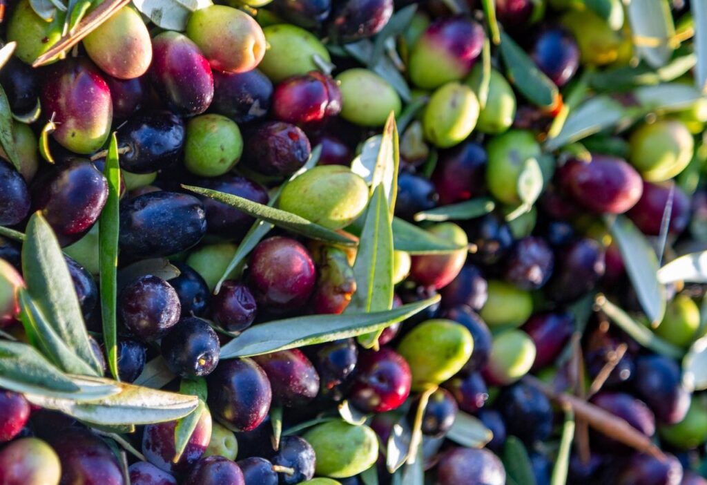 Huile d’olives au Maroc en 2026