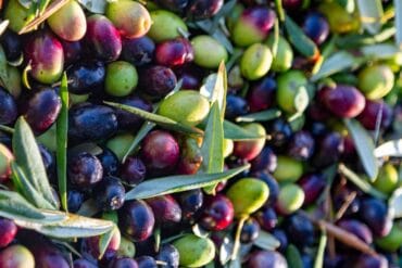 Maladies et ravageurs des Épinards : 3 exemples importants.
