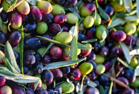 Huile d’olives au Maroc en 2026
