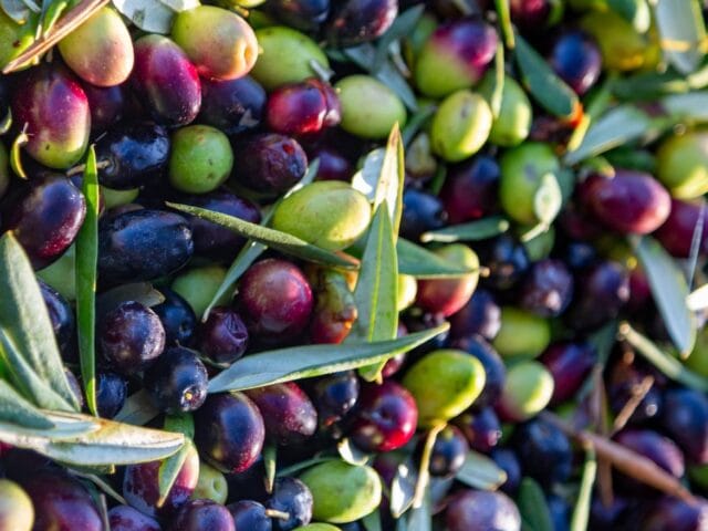 Olive oil in Morocco in 2026