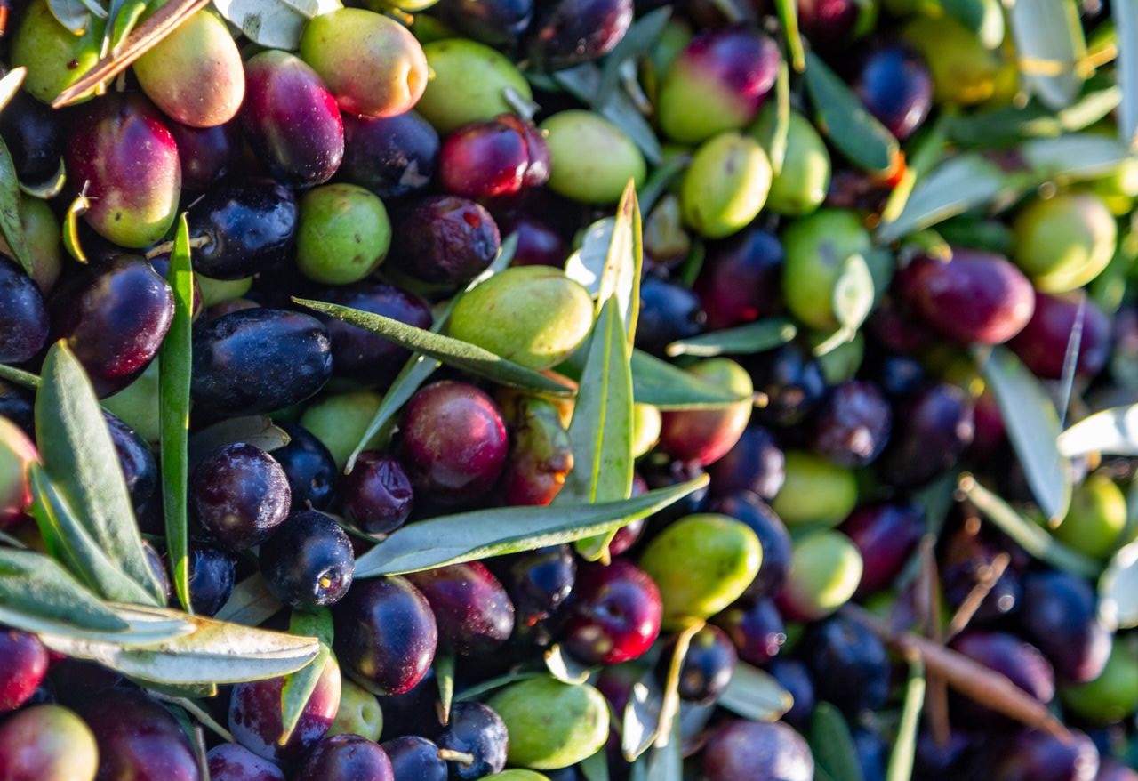 Huile d’olives au Maroc en 2026