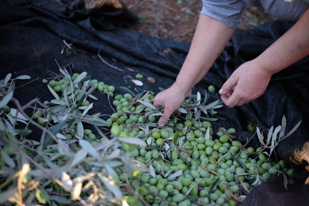 Huile d’olives au Maroc en 2026