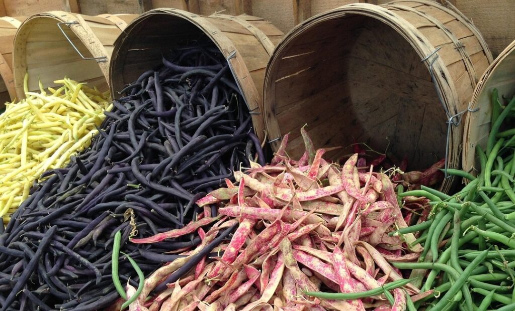 Maladies et ravageurs d’Haricot vert