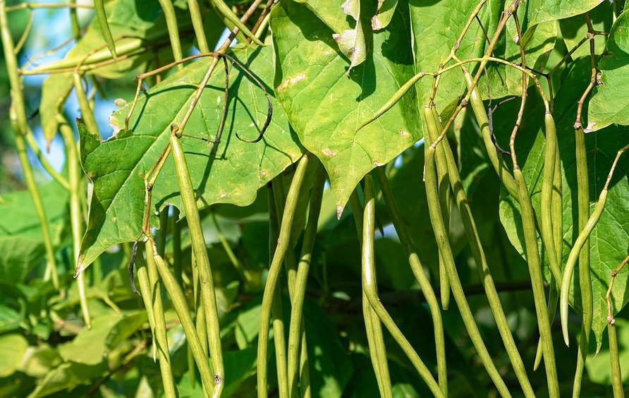 Maladies et ravageurs d’Haricot vert