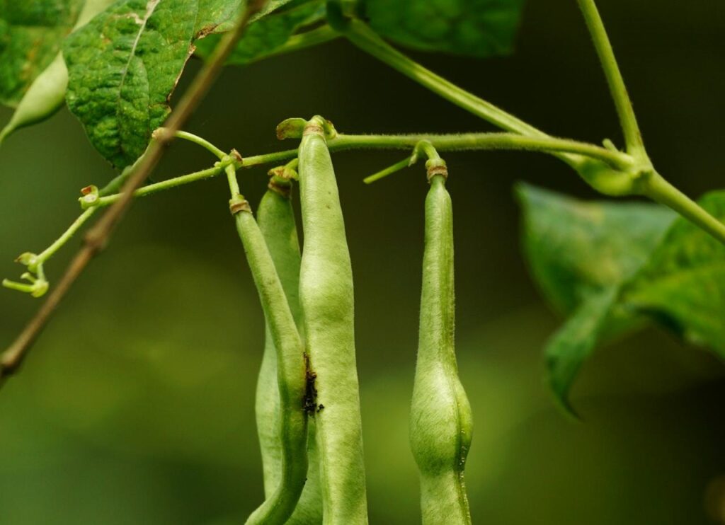 Maladies et ravageurs d’Haricot vert