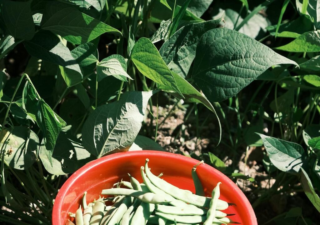 Maladies et ravageurs d’Haricot vert