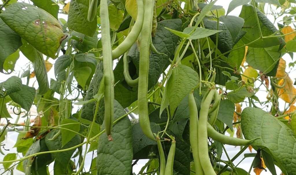 Maladies et ravageurs d’Haricot vert