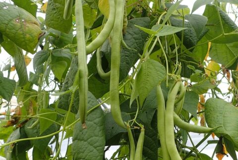 Maladies et ravageurs d’Haricot vert