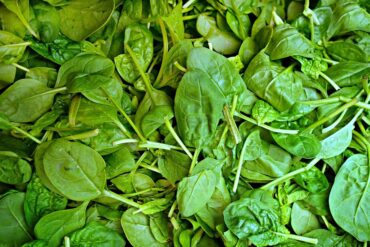 Maladies et ravageurs d’Haricot vert : 11 ex. importants.
